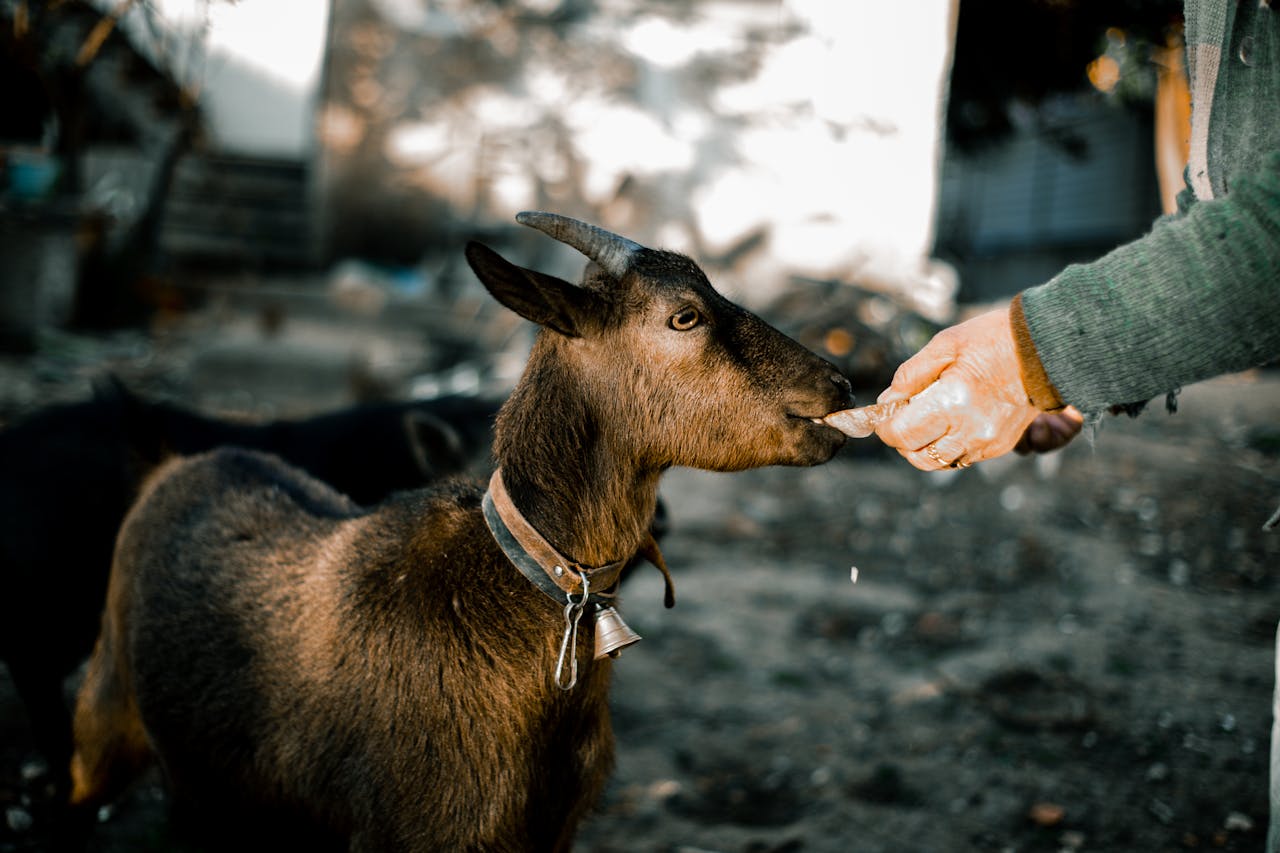 services-01 A person feeding a brown domestic goat outdoors, highlighting care and nature.