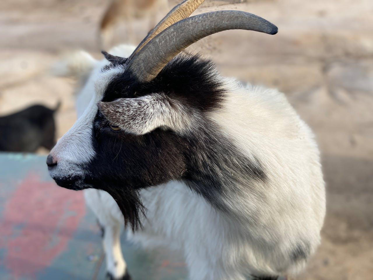 services-10 Side profile of a black and white goat with horns, captured outdoors in natural light.