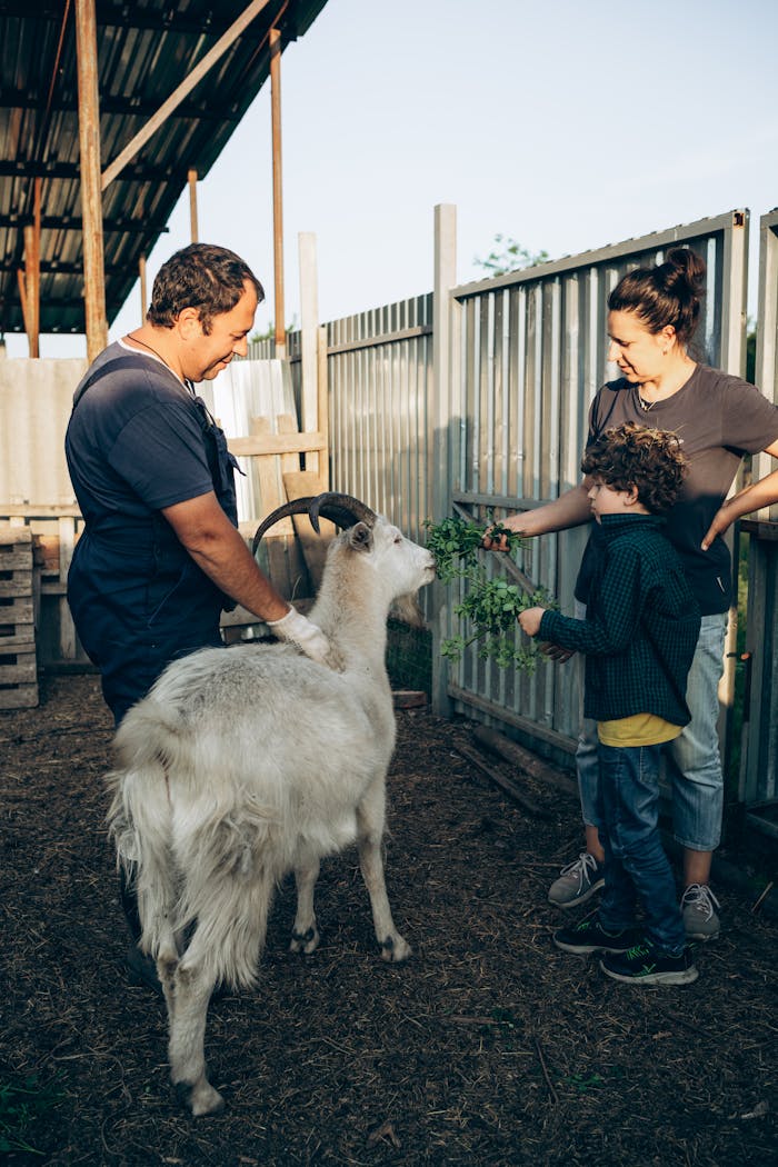 A family enjoys feeding a goat together on a sunny farm day.