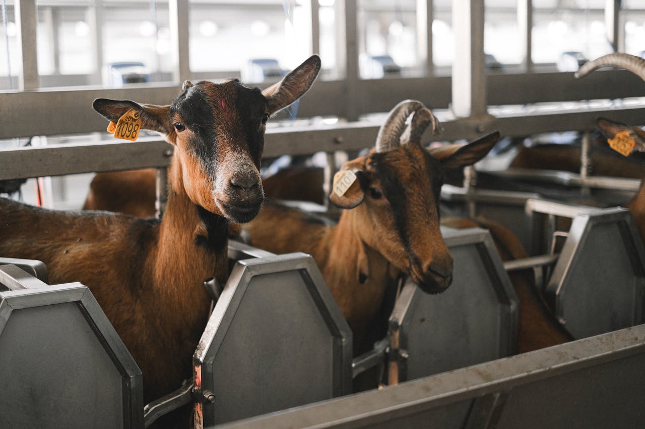 Close-up of dairy goats in a modern barn with identification tags, highlighting efficient livestock management.