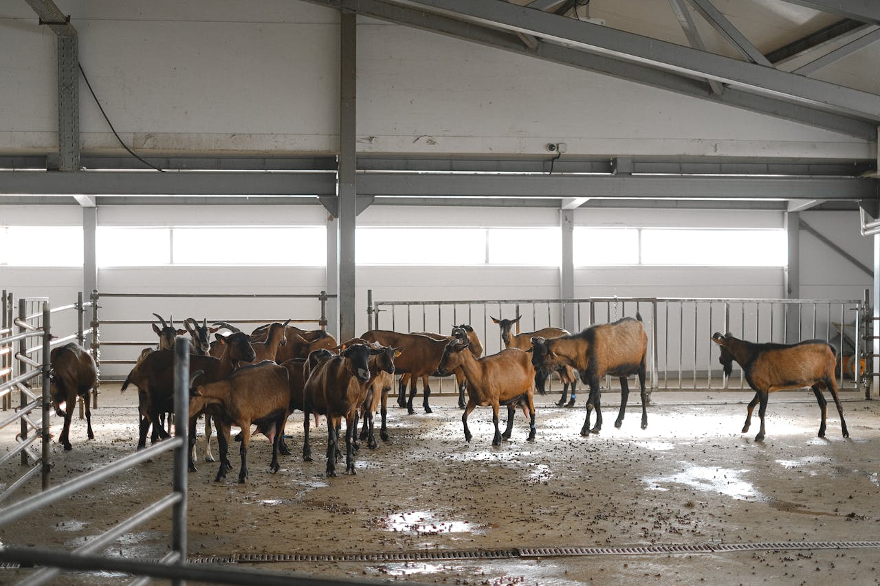 services-02 A group of goats in an indoor farm setting with metal fencing.