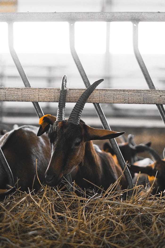 about-01 A goat with distinctive horns and ear tag resting on straw in a well-lit barn environment.