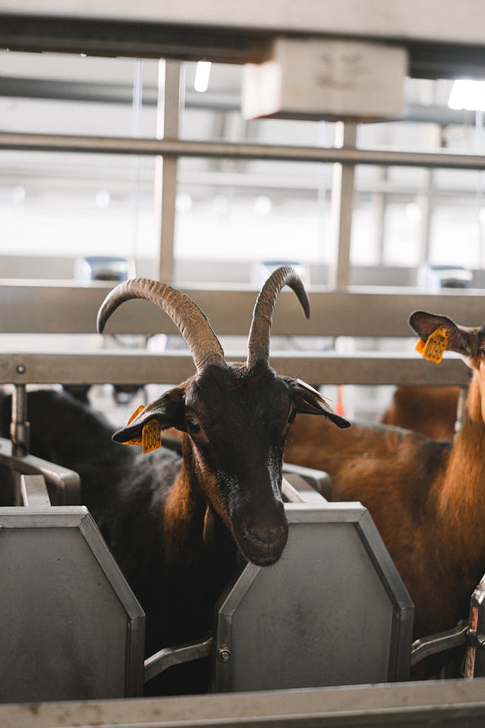 about-02 Close-up shot of a brown goat with horns wearing an ear tag, standing in a farm pen.