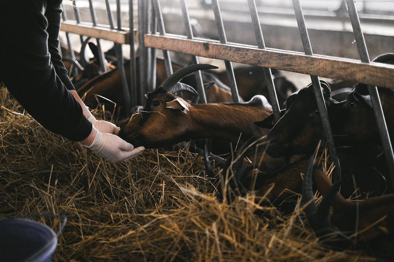 services-03 A person feeds goats in a barn, emphasizing farm care and livestock management.