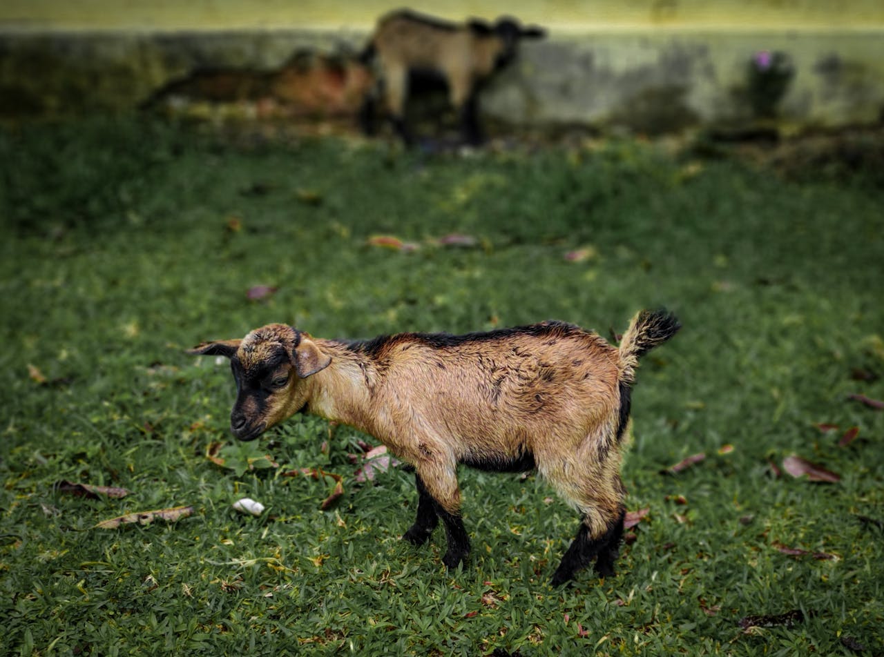 about-04 A young goat explores a grassy field, showcasing its natural habitat.